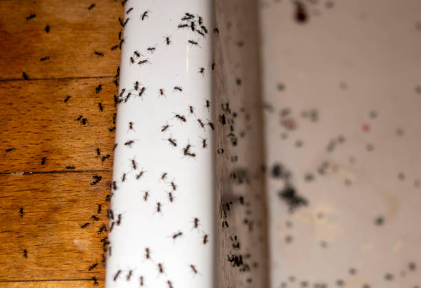 Best Affordable Pest Control Services  in Citronelle, AL