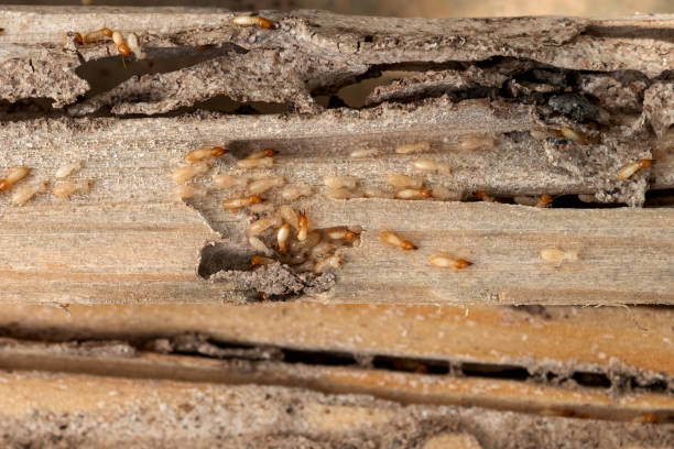 Best Bed Bug Extermination  in Citronelle, AL