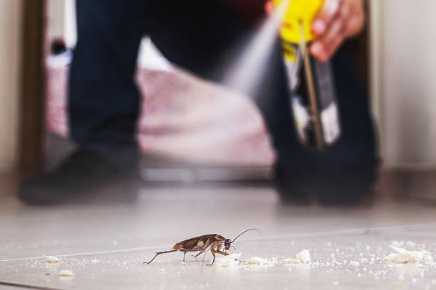 Best Termite Control Services  in Citronelle, AL